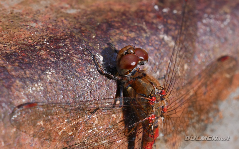 Common Darter (male, Sympetrum striolatum)
